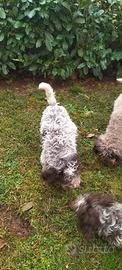 Cucciolo di Lagotto