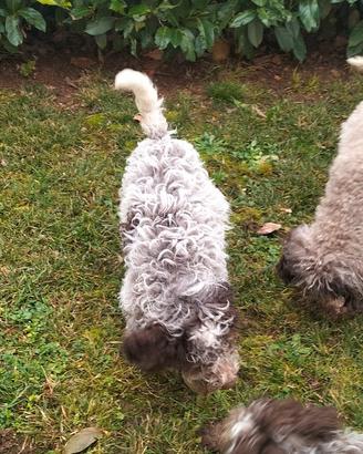Cucciolo di Lagotto