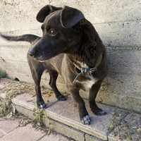 Cagnolina piccola taglia