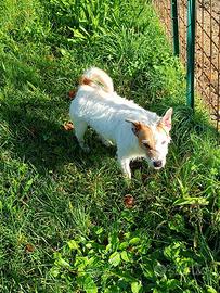 Jack Russel