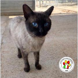 KAI splendido siamese