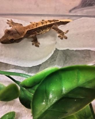 geco ciliatus baby 