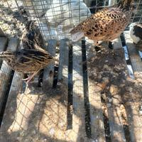 Vengo quaglie cinesi e tre quaglie normali