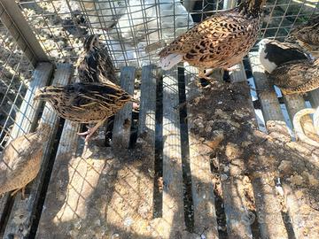 Vengo quaglie cinesi e tre quaglie normali