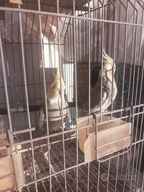 Pappagalli calopsite