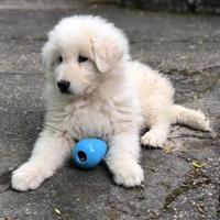 Cuccioli di Pastore Maremmano