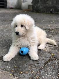 Cuccioli di Pastore Maremmano