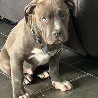 Cane da monta American Bully XL