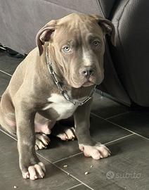 Cane da monta American Bully XL