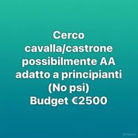 Cavallo