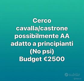Cavallo