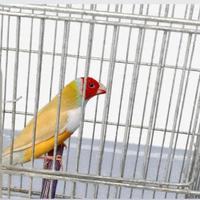 Diamantino del Gould maschio 2024