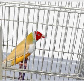 Diamantino del Gould maschio 2024