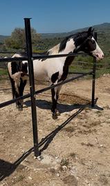 Cavallo Paint