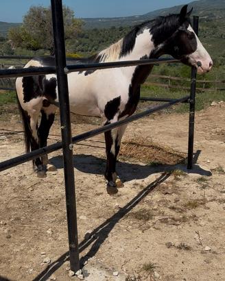 Cavallo Paint