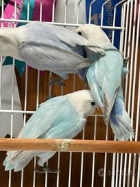 Fischer diluiti blu