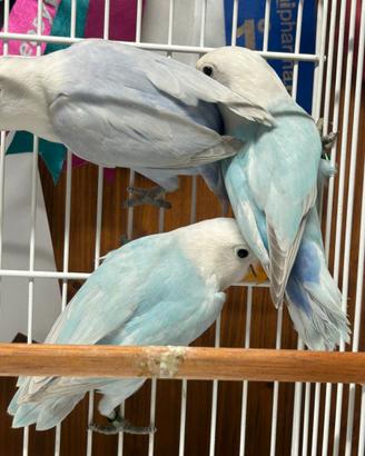 Fischer diluiti blu