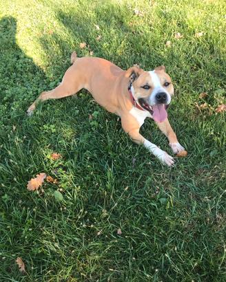 Amstaff adulti