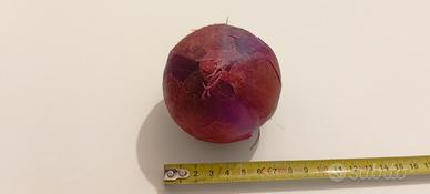 Cipolla artificiale finto alta qualità