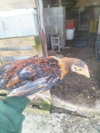 Pulcini per futuri galli