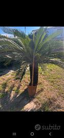 Diverse cycas 