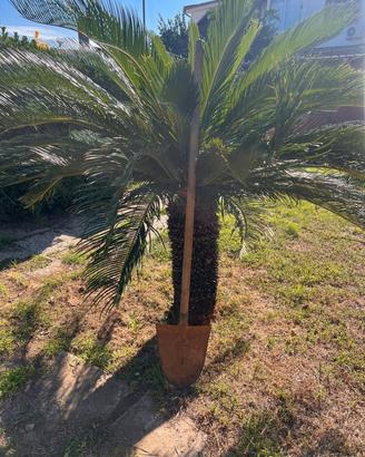 Diverse cycas 