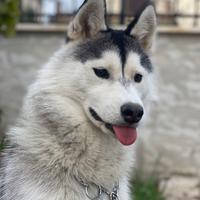 Cane husky 7 mesi femmina