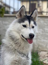Cane husky 7 mesi femmina