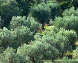 Uliveto