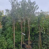 N.3 ulivi in vaso pronti da impiantare 