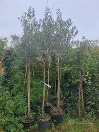 N.3 ulivi in vaso pronti da impiantare 