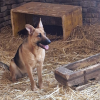 Cucciolona mix pastore tedesco