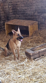 Cucciolona mix pastore tedesco