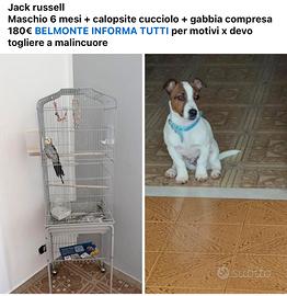 Cane è pappagallo