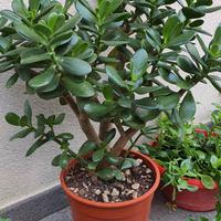 albero pianta di GIADA