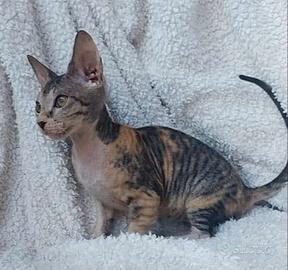 Gattina don sphynx tortie tabby