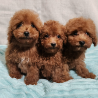 Barboncino toy rosso scuro