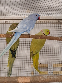 Parrocchetto dal collare