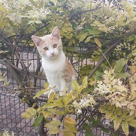 Si è perso un gattino di 6 mesi