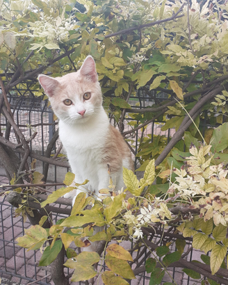 Si è perso un gattino di 6 mesi