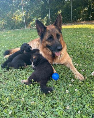 Prestigiosa cucciolata di pastore tedesco