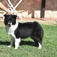 Joy border collie in adozione