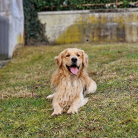 Golden retriever maschio disponibile per monta