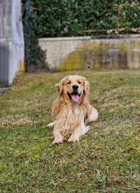 Golden retriever maschio disponibile per monta