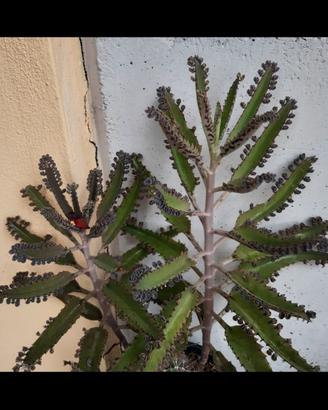 piante di kalanchoe daigremontiana