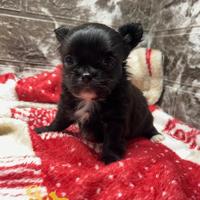 Cucciola chihuahua