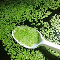 Lemna minor