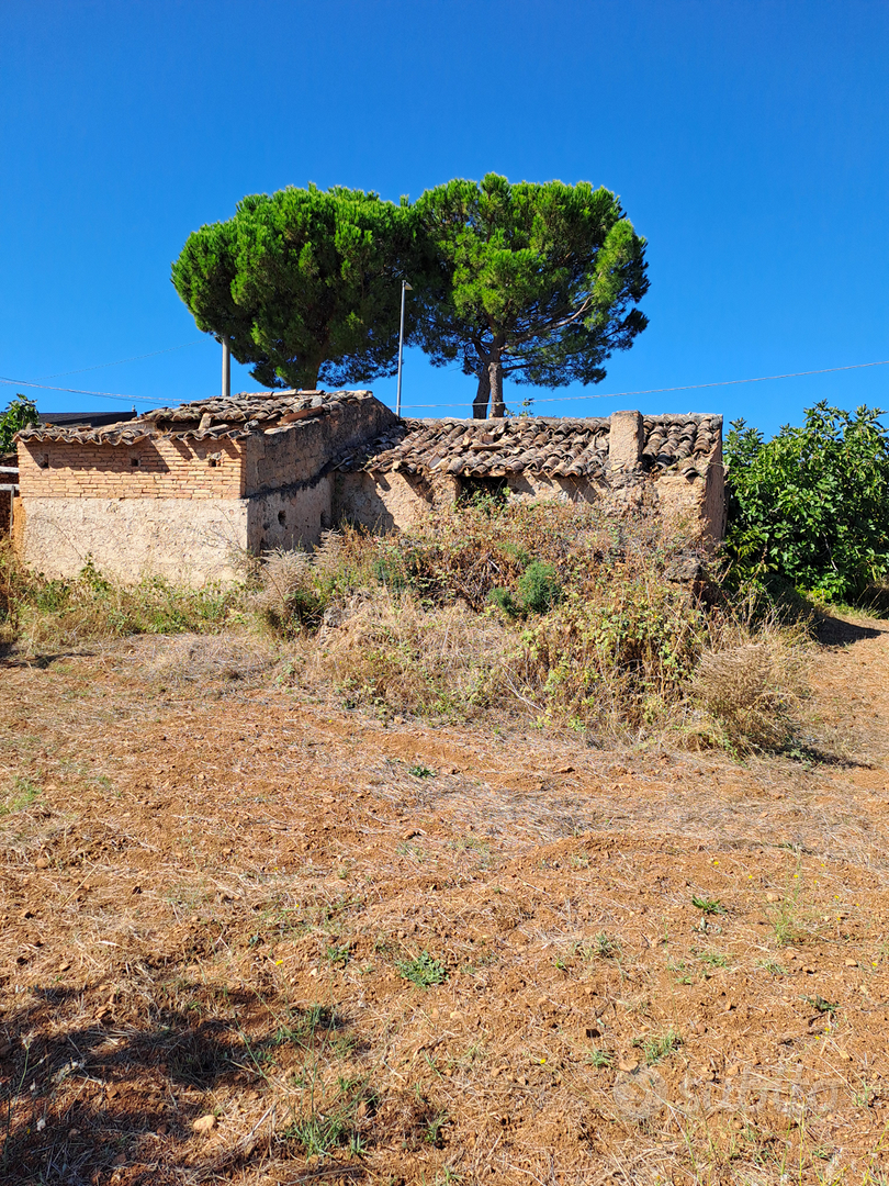 Terreno con rustico e ulivi - Vista 5