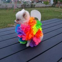 Spitz da adulti max 2.5 kg