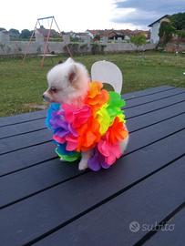 Spitz da adulti max 2.5 kg